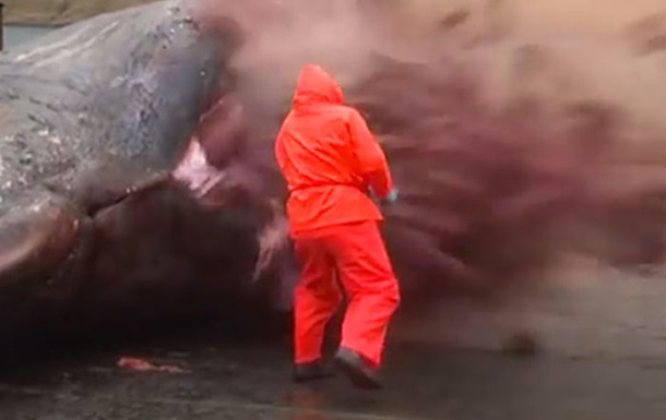 На Фарерських островах вибухнув мертвий кит