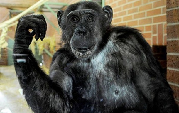 Защитники животных просят признать шимпанзе личностью