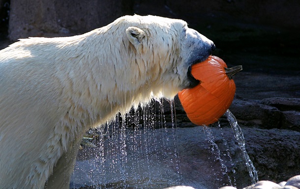 В Москве стартовал форум по сохранению белых медведей
