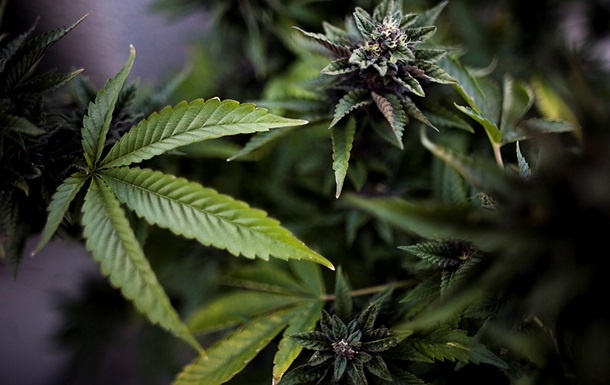 В Колорадо и Вашингтоне легализуют марихуану