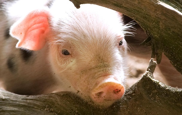 Білорусь заборонила луганську свинину через загрозу африканської чуми