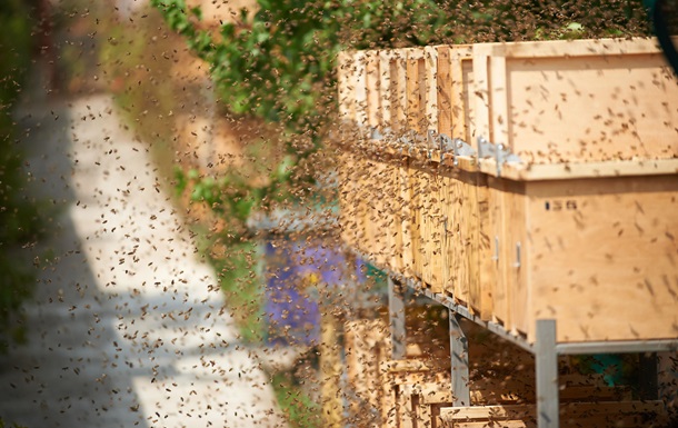 Учёные доказали, что пчёлы могут вылечить рак