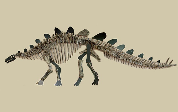 Российские палеонтологи собрали по косточкам стегозавра, жившего 165 миллионов лет назад