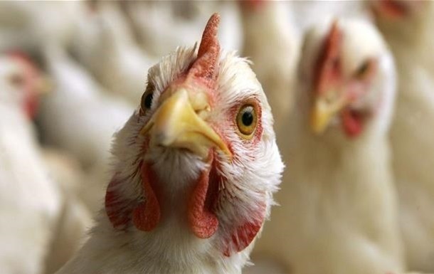 В Южной Корее из-за птичьего гриппа запрещена торговля птицей