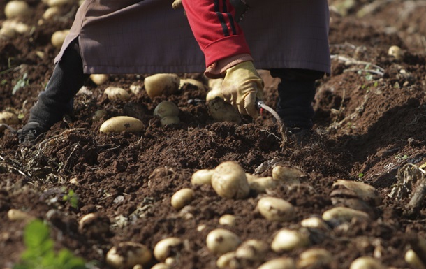 Беларусь запретила картофель и розы из ЕС