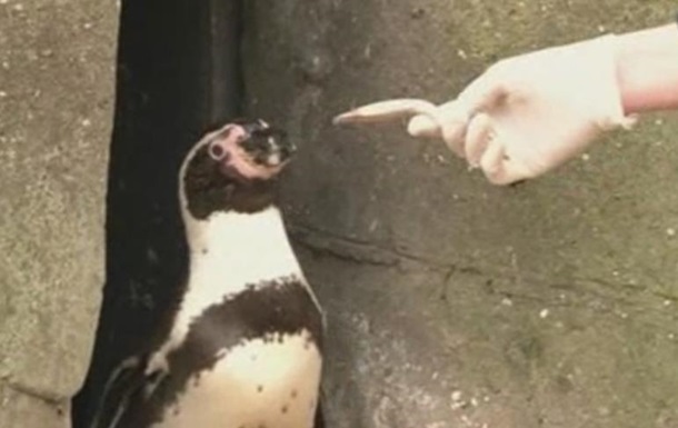 В британском зоопарке депрессивных пингвинов посадили на таблетки