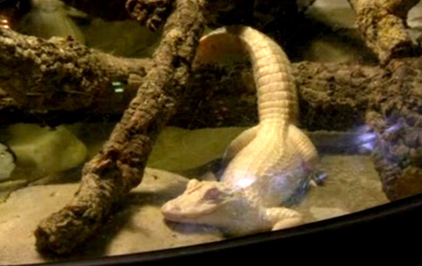 В парижском аквариуме появились аллигаторы-альбиносы