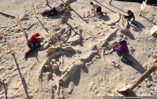 Ученые раскрыли тайну гигантского кладбища китов в Чили