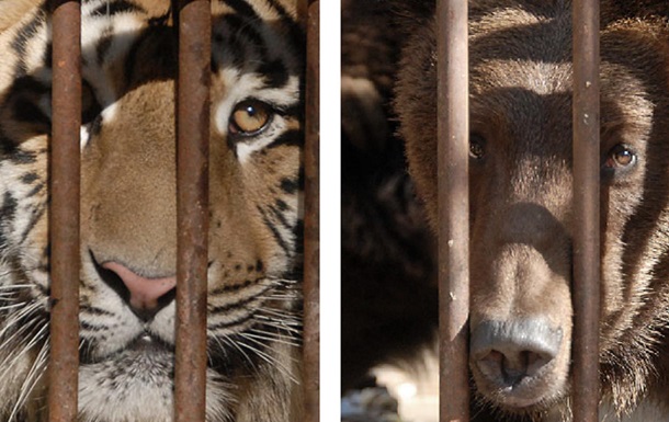  Звери Клименко . Фото тигров и медведей, которых приписывают экс-главе Миндоходов