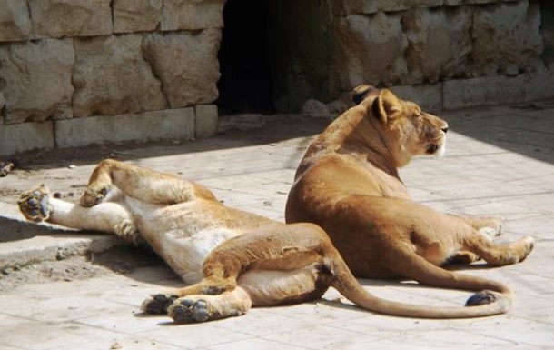 У Данії умертвили левів, яким був згодований жираф Маріус