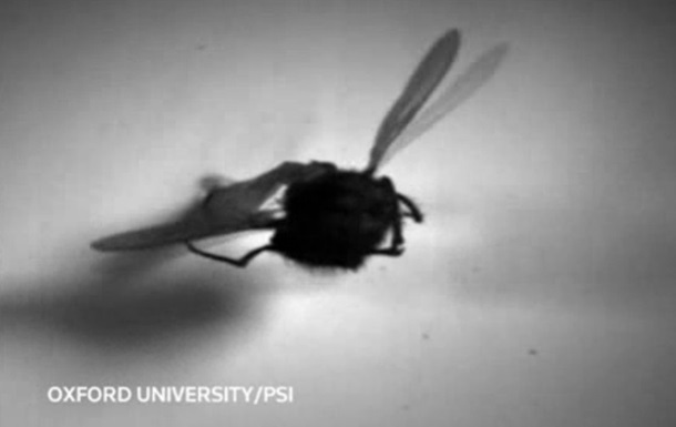 Вчені вперше зняли на відео роботу м язів комахи в польоті