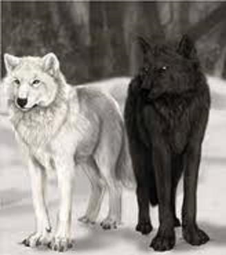 «Два вовки»