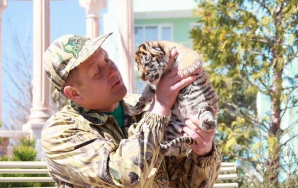 У Криму показали тигренят, які народилися в ніч референдуму