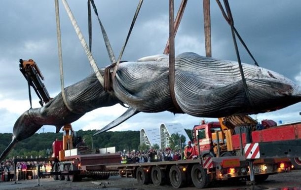 Міжнародний суд ООН заборонив Японії полювати на китів в Антарктиці 