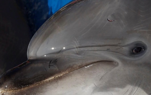 Пливці до бою. Фоторепортаж із тренування дельфінів у севастопольському океанаріумі