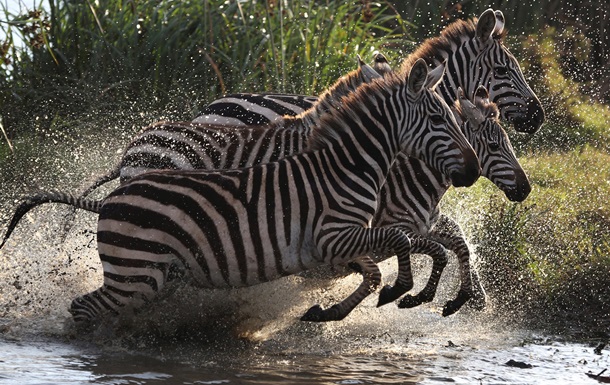 Вчені розгадали таємницю чорно-білого забарвлення зебри 