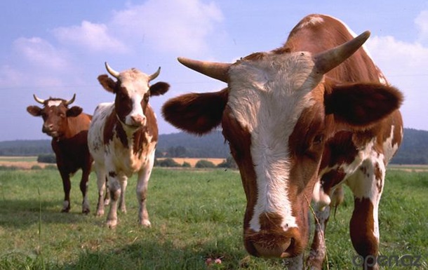 У Чилі один удар блискавки вбив стадо корів