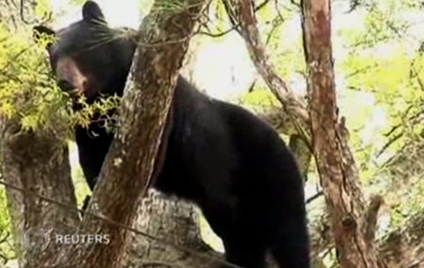 В США спасателям пришлось усыпить медведя, чтобы снять его с дерева