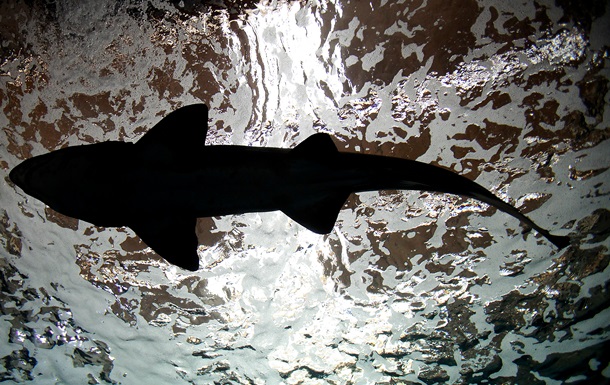Американець зловив на вудку 365-кілограмову акулу