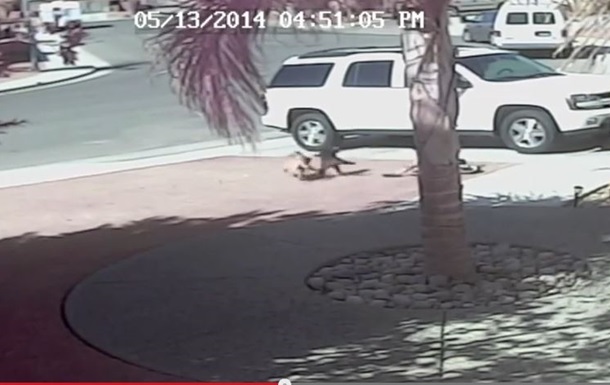 У мережі з явилося відео, як кішка врятувала маленького хлопчика від собаки