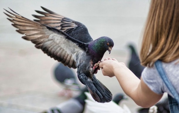 У Відні штрафуватимуть за годування голубів 
