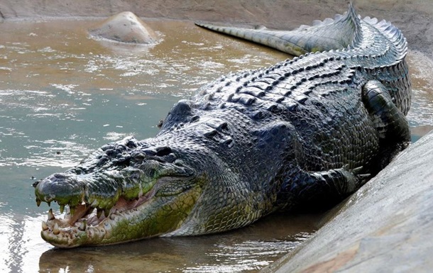 В Австралії крокодил з їв туриста