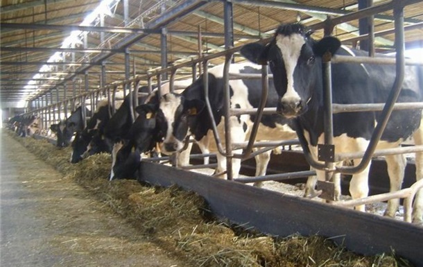 Мясо и молоко Украины попадут на рынок Европы не ранее 2015 года - Фитосанитарная служба