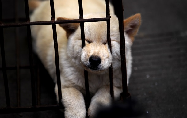 В Китае пройдет кулинарный фестиваль собачьего мяса