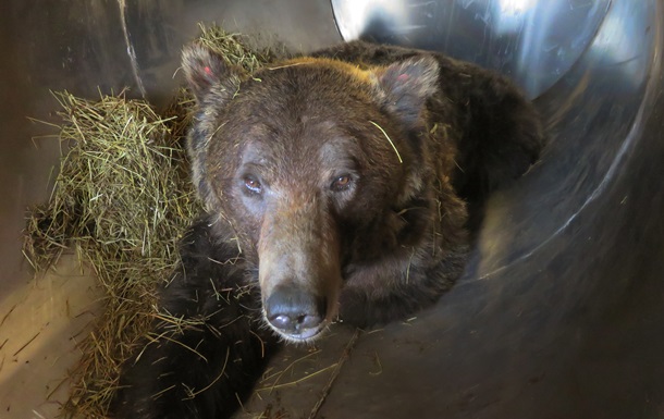 Двое россиян получили тюремный срок в Китае за контрабанду медвежьих лап