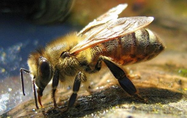 Бджоли ужалили американця більше тисячі разів