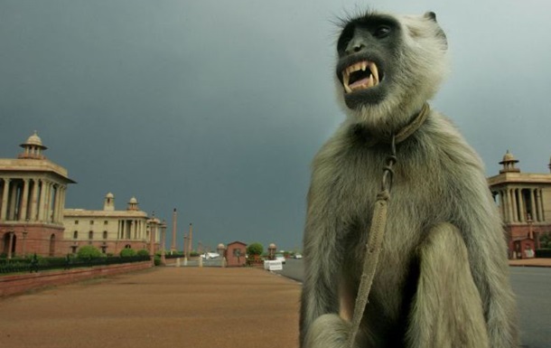 Патруль у костюмах мавп захищатиме парламент Індії