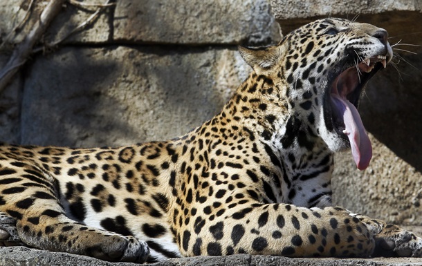 В Болгарии шесть часов ловили ягуара, который сбежал из зоопарка
