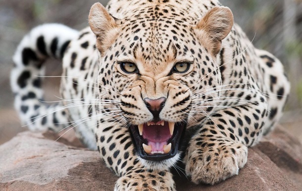 Женщина из Индии победила в схватке с леопардом