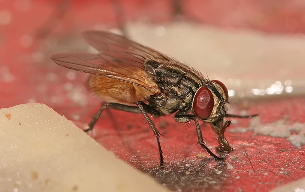 В Кении мухи лечат людей от бактерий - репортаж