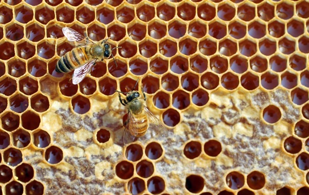 Мед ефективніший за антибіотики - вчені
