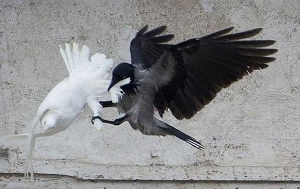 Пятая птица напугала чёрную путинскую ворону