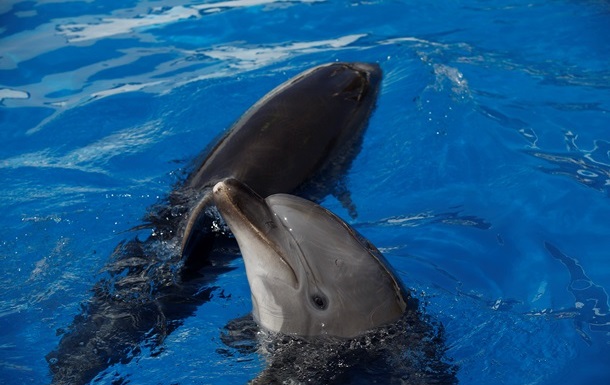 Российская армия забрала крымских боевых дельфинов
