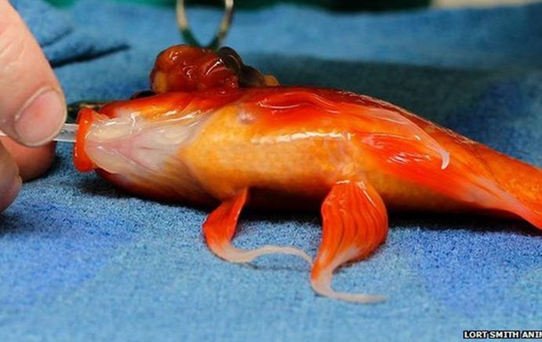 Золотой рыбке в Австралии сделали операцию на мозге
