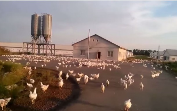 На Донбассе после обстрела птицефабрики разбежались десятки кур