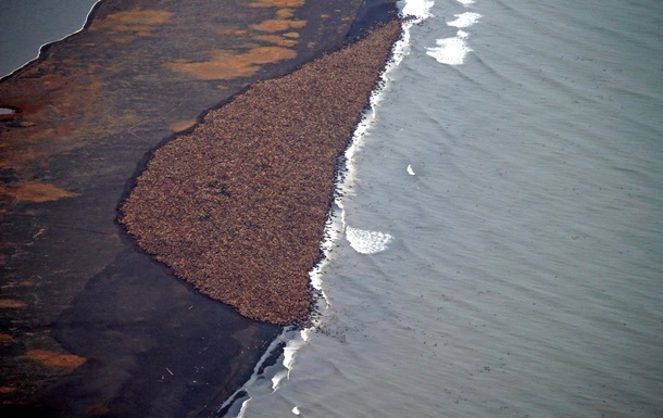 На березі Аляски зібралися 35 тисяч моржів 