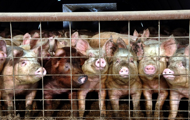 На Чернігівщині ввели карантин через африканську чуму свиней