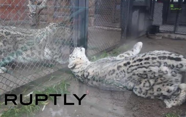  Кохання ширяє у повітрі . У російському зоопарку подружилися снігові барси