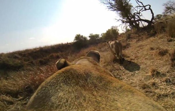 Лев’яче полювання від першої особи: відео вразило інтернет 
