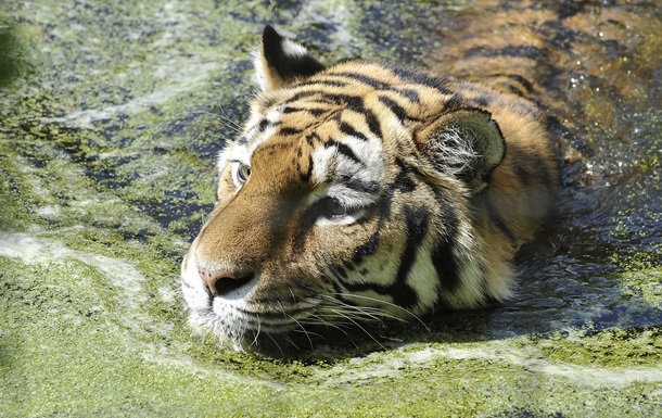 В окрестностях Парижа полиция ловит тигра 