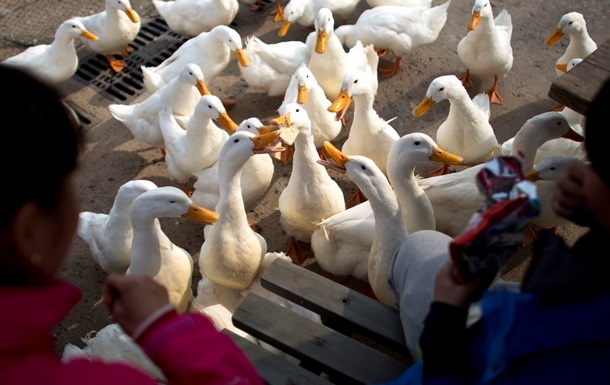 В Украину запрещен ввоз мяса птицы из трех стран Евросоюза