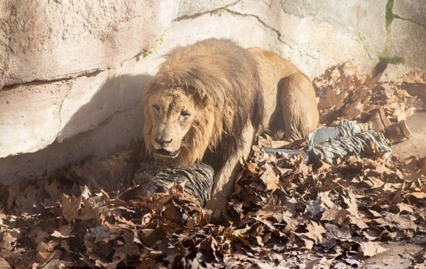 В зоопарке Барселоны мужчина прыгнул в вольер со львами 