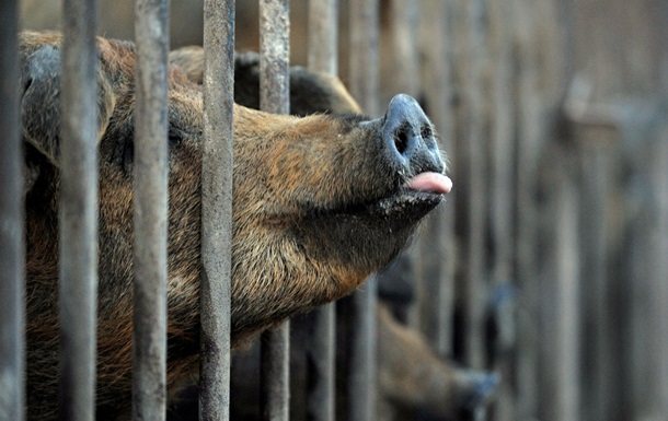 У Київській області виявили класичну чуму свиней