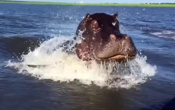 Розлючений гіпопотам ледь не перекусив човен під час  фотосафарі 