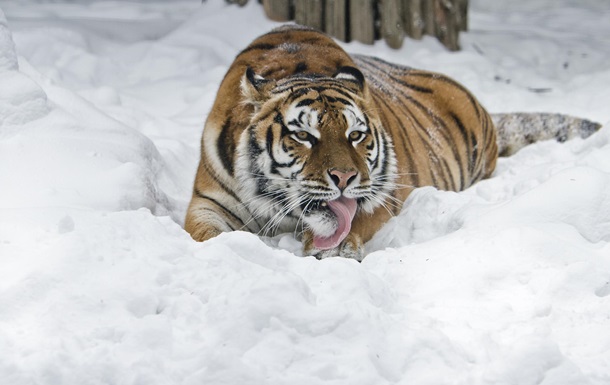 Амурська тигриця Таня навчилась ліпити снігові кулі