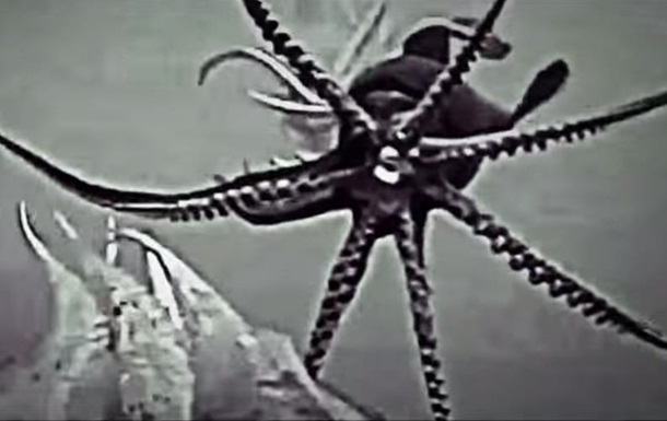 Ученые записали  дискотеку  гигантских кальмаров на видео